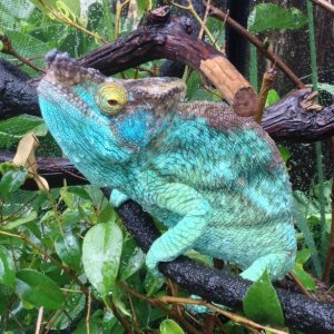 Django: 
Turning Blue