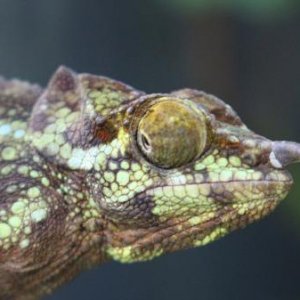 A Female Trioceros werneri