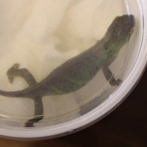 Furcifer willsii Female
