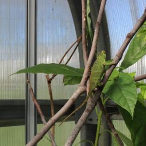 Furcifer willsii Female