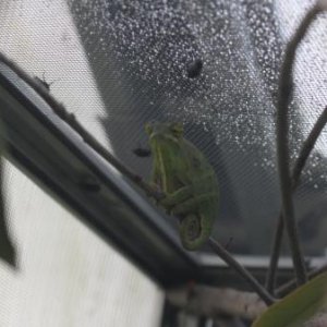 Furcifer willsii Female