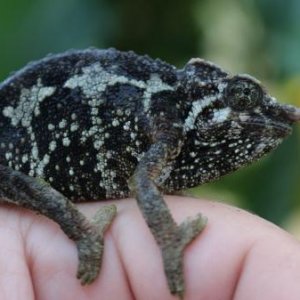 A Female Trioceros jacksonii merumontanus