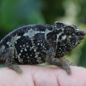 A Female Trioceros jacksonii merumontanus