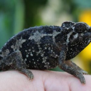 A Female Trioceros jacksonii merumontanus