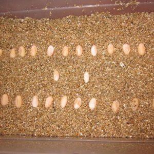 Chamaeleo africanus eggs