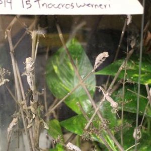 Baby Trioceros werneri