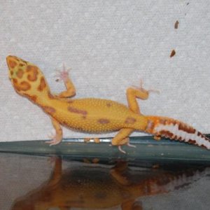 Aptor het Raptor
