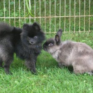 Samuel & Boo, Pomeranian Boo and Sammy weigh about the same 3lbs. They love each other,it's weird I know a rabbit & dog, but oh well