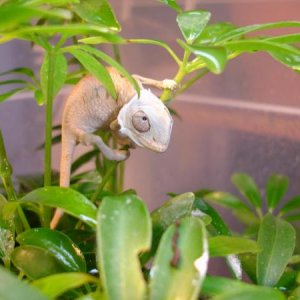Sadie, female blue bar ambilobe