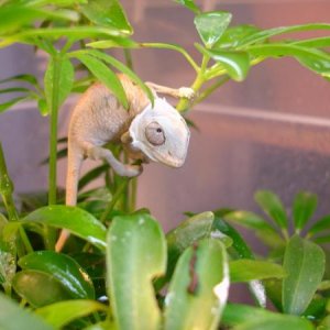 Sadie, female blue bar ambilobe