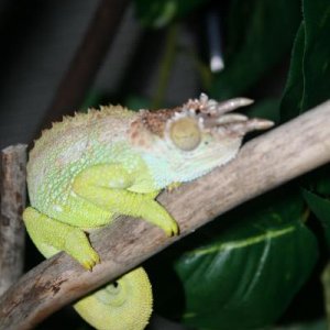 purdy sleeping boy