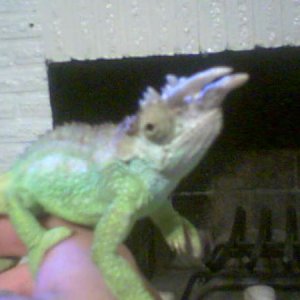 this was taken with my phone. he looks HUGE!