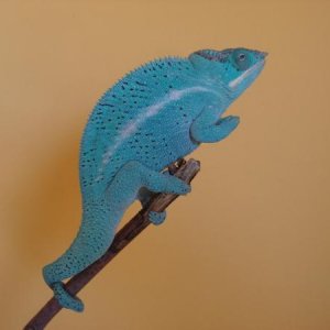 Mathew, Nosey be Male from Chroma, bulky and great breeder.