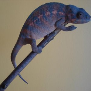 Fifi. Excellent Nosey be female, weird blue coloration. She came from Chroma Chameleons.