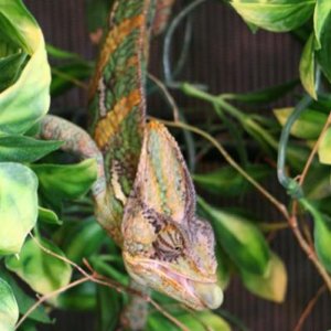 Dante - Chamaeleo Calyptratus