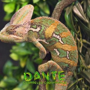 Dante - Chamaeleo Calyptratus