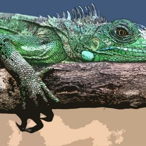 Iguana