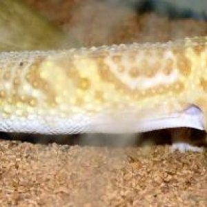 Zues - Tremper giant banded albino