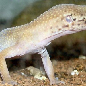 Isis - Super Hypo carrot-tail baldy