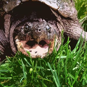 Snapping Turtle