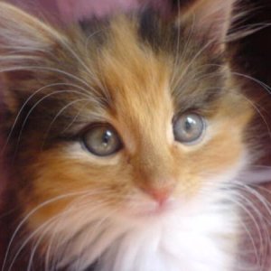 Princess Phoebe!