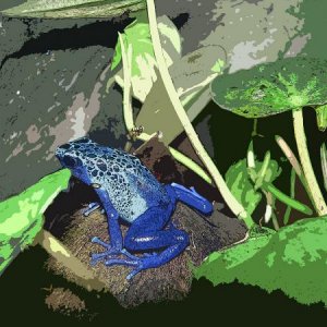 Blue Frog