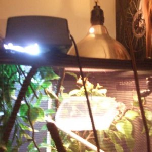 lighting.. med zoo repti sun 5.0.. plus i just have a regular 60 watt house bulb to keep it in the mid to higher 80's since i live in arizona and its