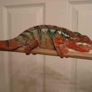 9 month red bar, just got this guy on May 9, 09, he's stunning looking, he is blue with red, I'll name him "Cursi".