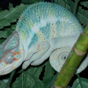 ZzzZZzzZ