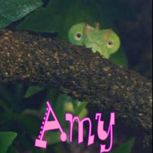 Amy Name Tag