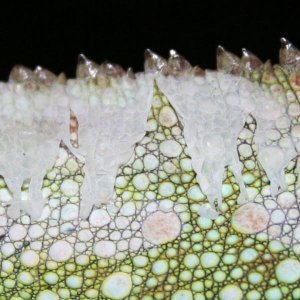 shedding
