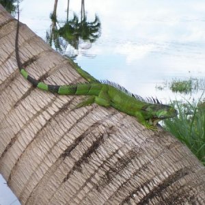 "Rick" the wild iguana in my backyard.