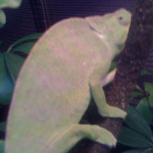 Female2a - WC-