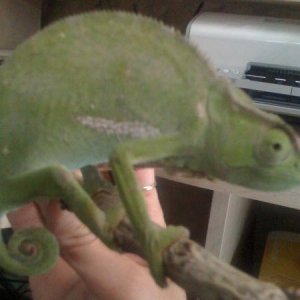 Female 1 - WC