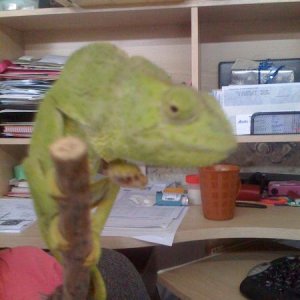 Female 2 -WC