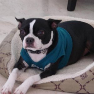 Cookie my Boston Terrier.