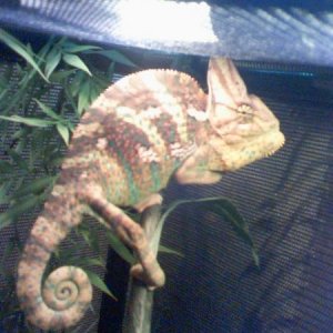 Yoshi getting mad at the camera (about 10 months old)