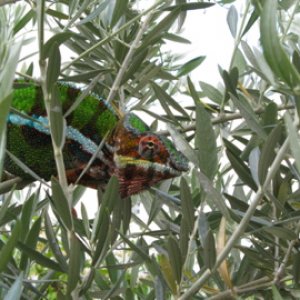 Minigörk in olive tree