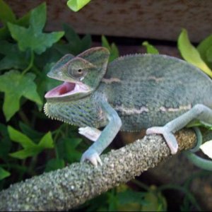 Little cham   Big Attitude