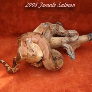 Female Salmon