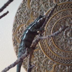 Bodhi, in his dark colors.