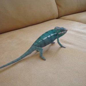 Malykai