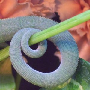 Tail Closeup 1