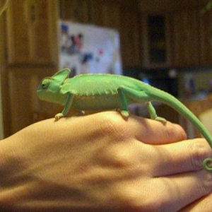 Chameleon 007