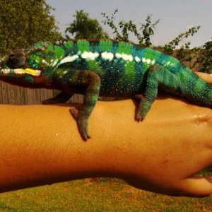 basking on my arm