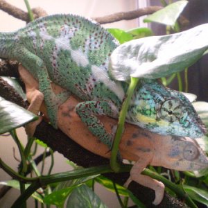 New WC Faly male