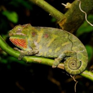 Furcifer minor