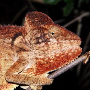 Furcifer oustaleti