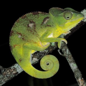 Furcifer oustaleti