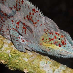 Furcifer pardalis